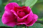 Japanese rose