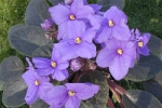 Parma violet